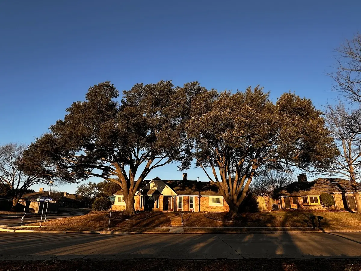 Established residential canopy tree shading a home in Mc Neil
